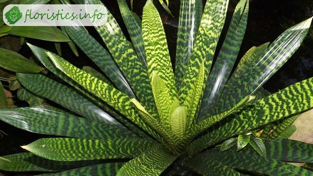 Цветок вриезия – уход в домашних условиях: пересадка, размножение смотреть онлайн