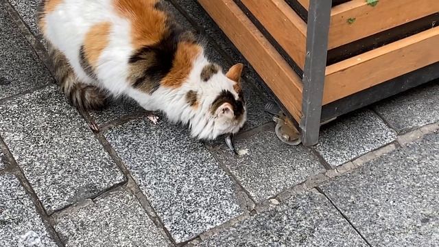 FATIH ISTANBUL- Арабский район??? УЛИЧНАЯ ЕДА Стамбул [Full HD] Улицы Стамбула в районе Фатих смотреть онлайн