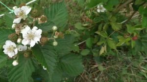 Ежевика, сорт Джамбо. Сладкая ягодка, даже в тех спелости.