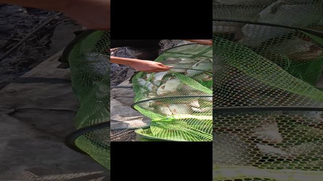 Классная рыбалка, хороший Улов. смотреть онлайн