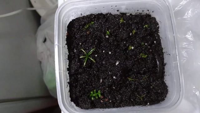 мини тепличка на подоконнике смотреть онлайн