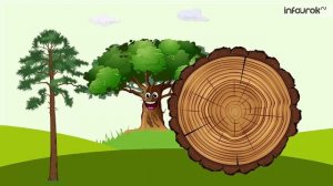 Растения. Части растения