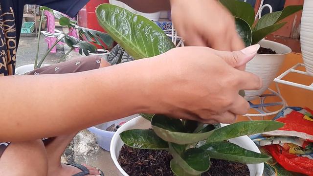 Anthurium Jemani mangkok смотреть онлайн