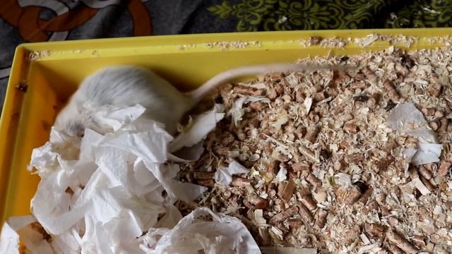 ВЗЯЛА НА РУКИ НОВОРОЖДЕННОГО КРЫСЕНКА! смотреть онлайн