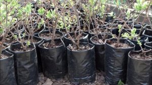 ВЫРАЩИВАНИЕ ГОЛУБИКИ В ГОРШКАХ