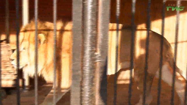 Как обитатели Самарского зоопарка переживают морозы смотреть онлайн