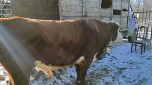 Чечня скотный рынок Урус-мартан , КРС 27.12.20г
Cattle market sheep, goats cows, steers, Chechnya