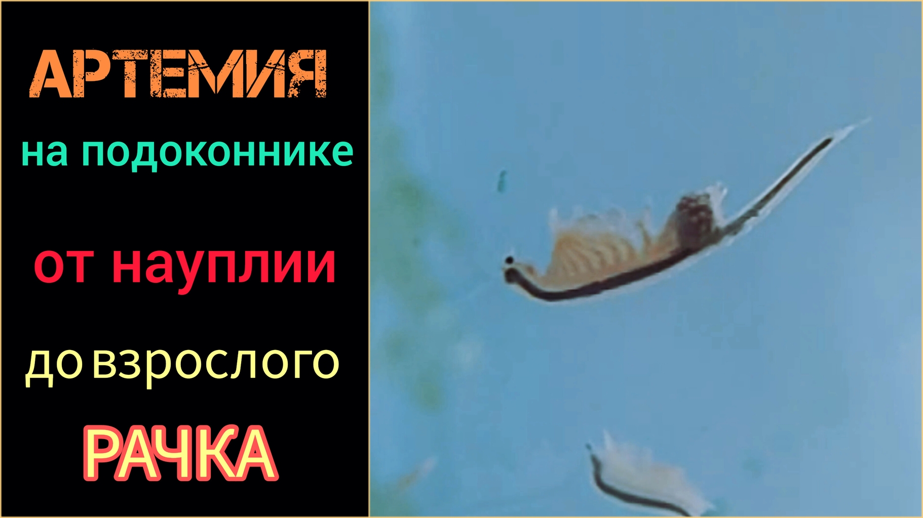 Артемия от науплии до взрослого рачка смотреть онлайн