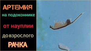 Артемия от науплии до взрослого рачка