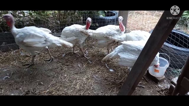 Вес Биг 6 в 11 и 12 недель смотреть онлайн