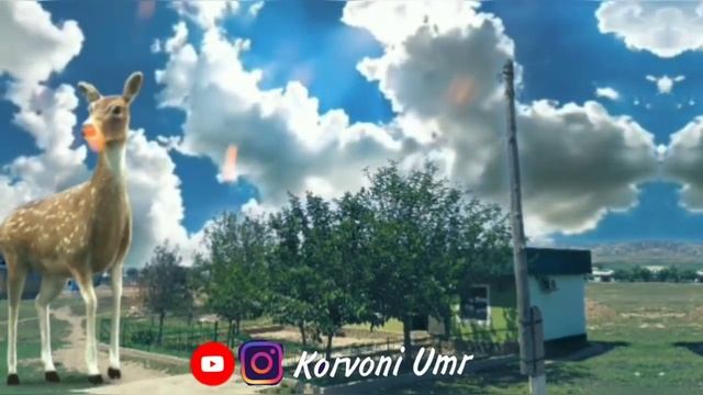 Дахшат! Имруз Як Мард ХОМИЛАДОР шудаст! ? дар Кучо? смотреть онлайн