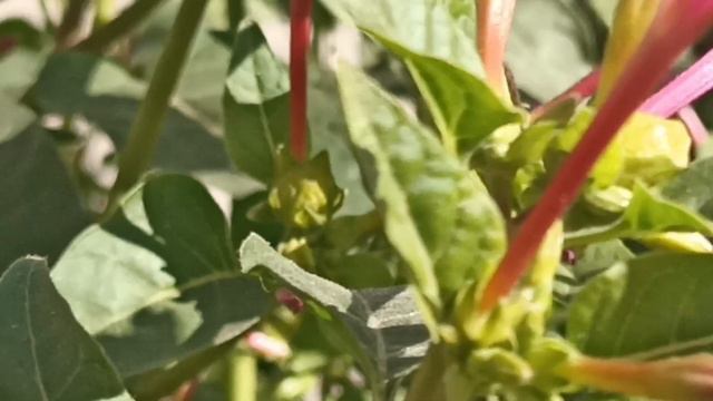 الفوائد العلاجية والغذائية والتجميلة لنبات شب الليل /Mirabilis jalapa смотреть онлайн