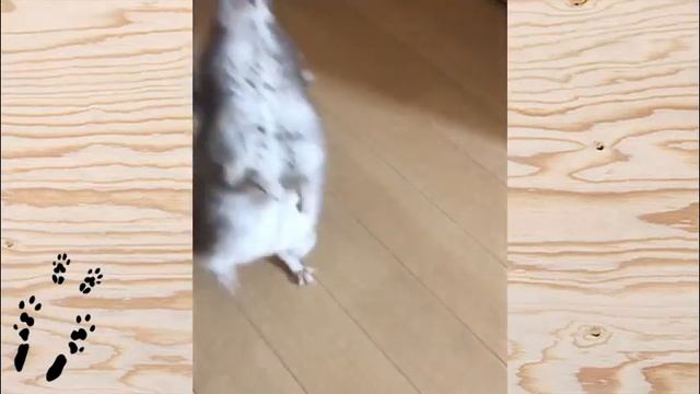 ЗАПОР у ШИНШИЛЛ! Что делать? Как его лечить? смотреть онлайн