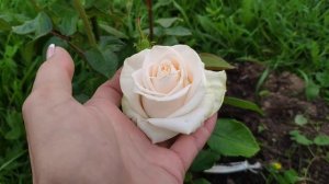 Розы в Подмосковье. GARDEN SPIRIT / Гарден Спирит (чайно-гибридная, пионовидная)