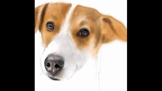 Jack Russell Terrier смотреть онлайн