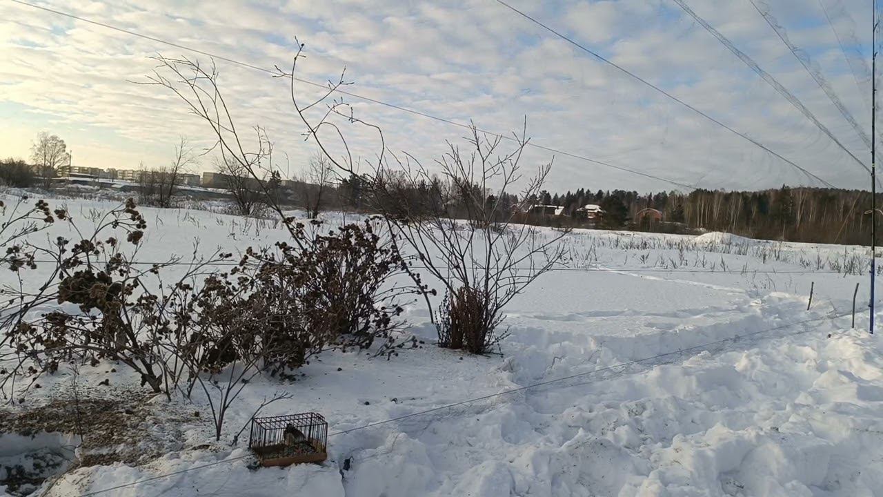 Fishing For Goldfinches,ловля щеглов 26.01.2024.