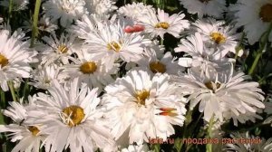 Нивяник наибольший Крейзи Дейзи ? обзор: как сажать, рассада нивяника Крейзи Дейзи