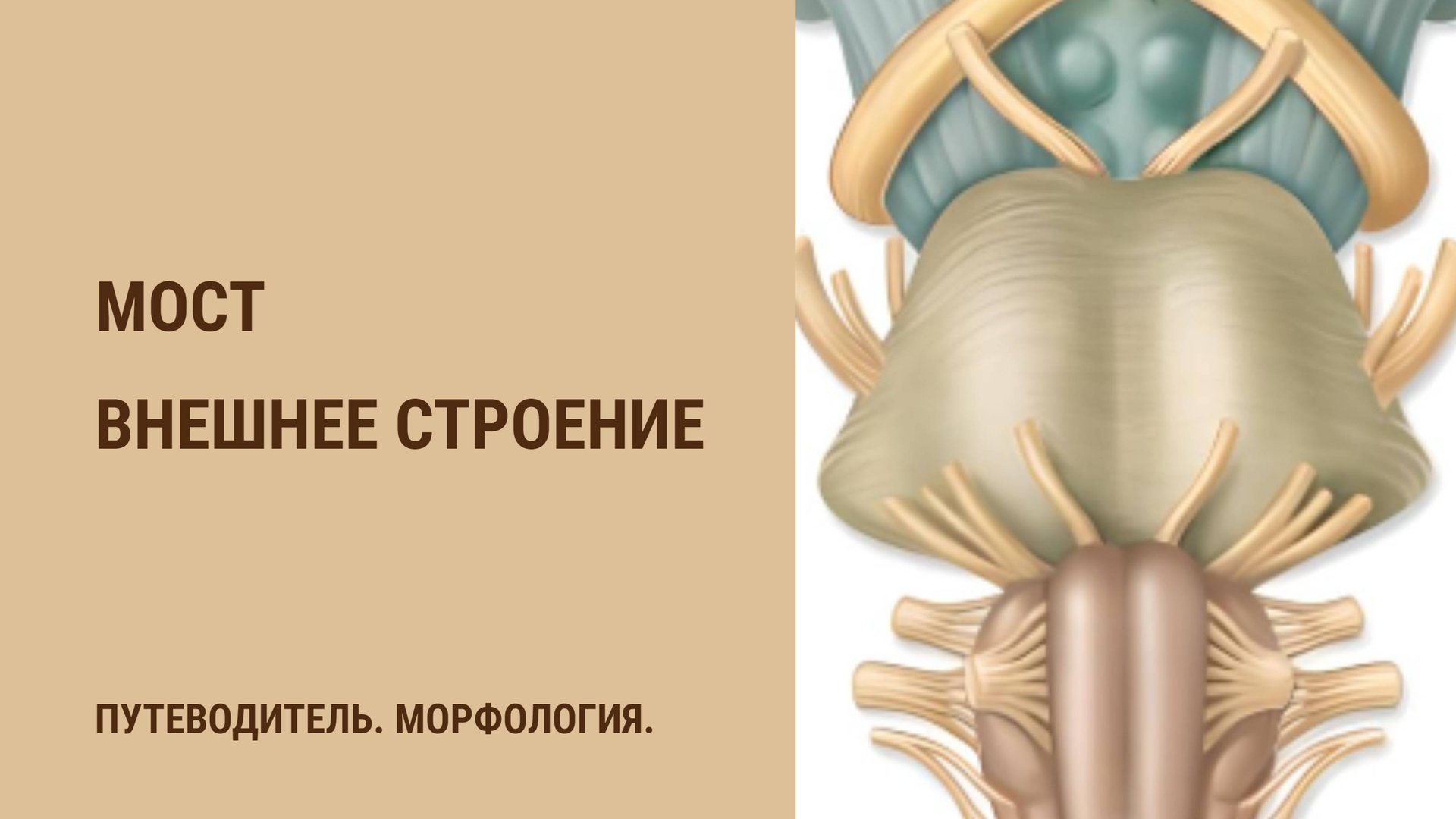 Мост. Внешнее строение смотреть онлайн