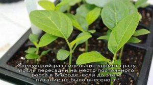 Чем подкормить баклажаны после высадки в грунт