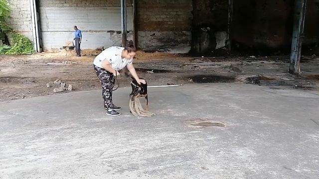 Грозный доберман смотреть онлайн