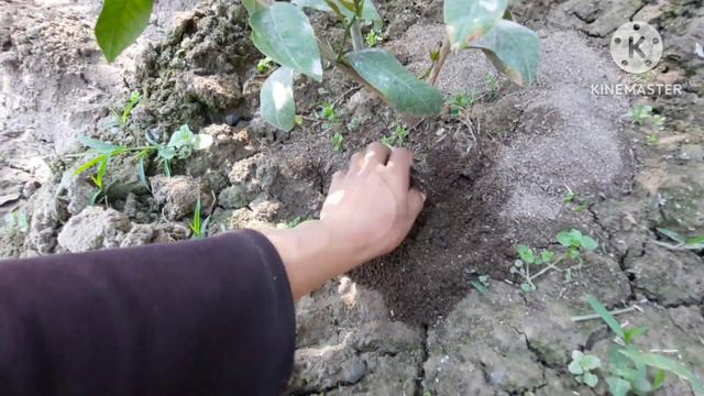 Лимон етиштириш. Апрел ойида қилинадиган ишлар смотреть онлайн