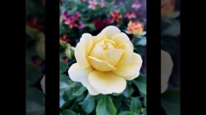 Цветение розы Инка
#розы#розаинка#инка