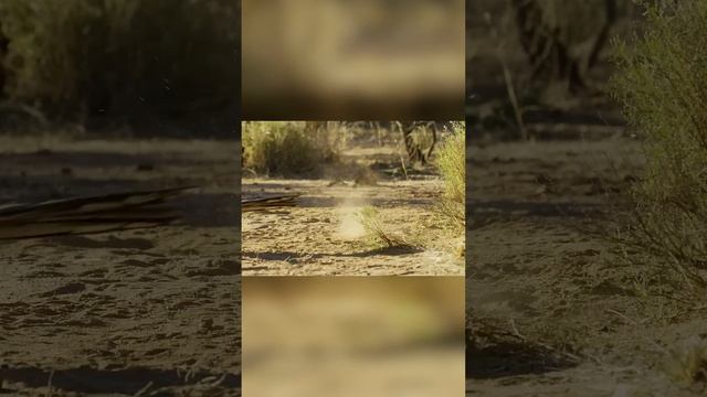 Вот кого ноги кормят. Кукушка дорожный бегун смотреть онлайн