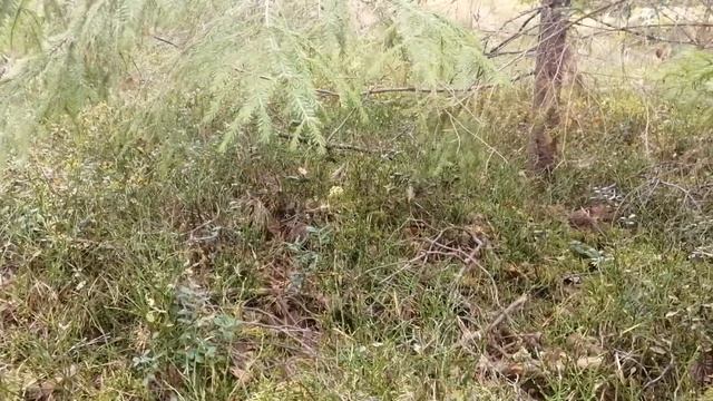 ЖИРНАЯ ГРИБАЛКА смотреть онлайн