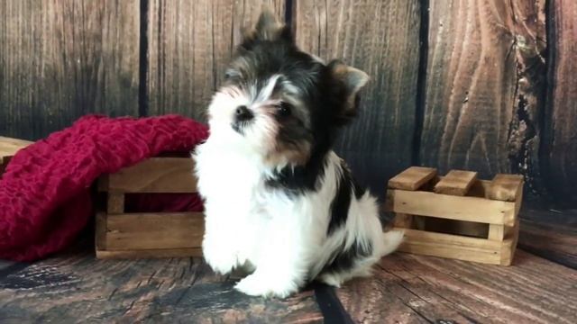 БИВЕР ВСЕ О ПОРОДЕ. ИНТЕРЕСНЫЕ ФАКТЫ