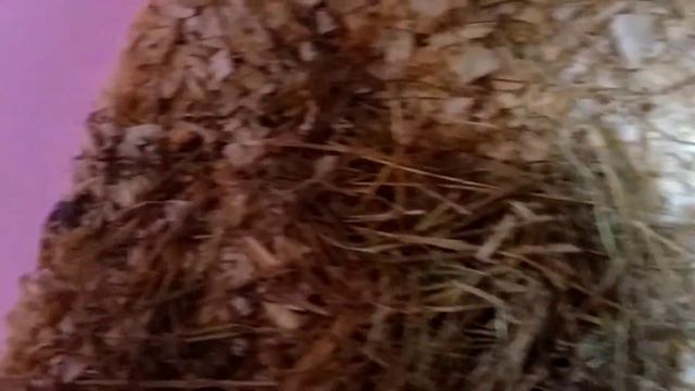Купили морскую свинку смотреть онлайн