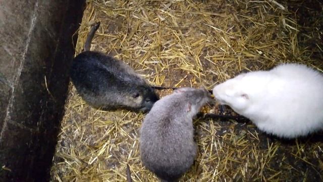 Разведение нутрий, с чего начать! смотреть онлайн