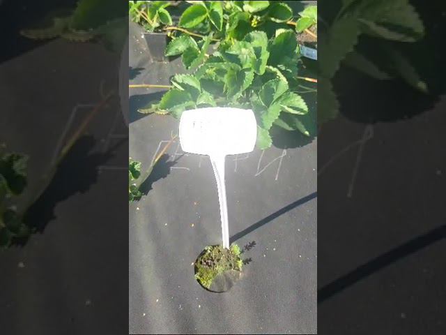 Попробовала выписать генри. смотреть онлайн