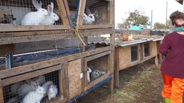 Экскурсия по Ферме Сытные Сады смотреть онлайн