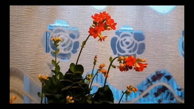 ЦВЕТЕНИЕ КАЛАНХОЭ В ДЕКАБРЕ!? КОМНАТНОЕ РАСТЕНИЕ!?ОТЛИЧНАЯ ИДЕЯ ДЛЯ ПОДАРКА!? смотреть онлайн