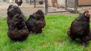 Куры Кохинхин декоративная мясо яичная порода история рекомендации