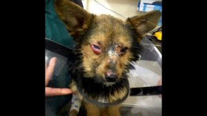 Подростки жестоко издевались над щенком и выбросили. История до слез