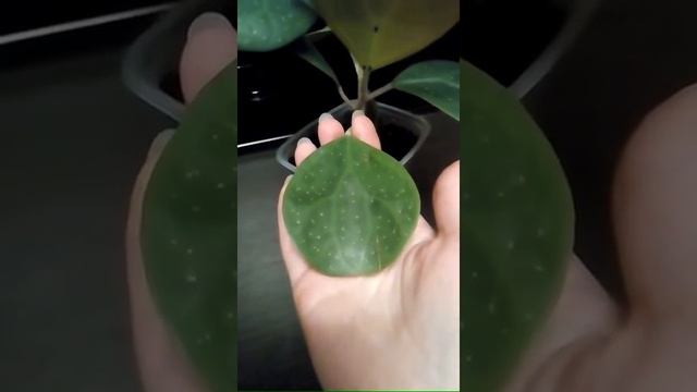 Фикус Дельтовидных Биг Ливс смотреть онлайн