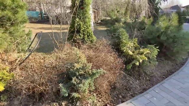 продаю не дорого декоративные туя смарагд,ель подушковидная,кедр Сибирский,ель голубая +79872977858 смотреть онлайн