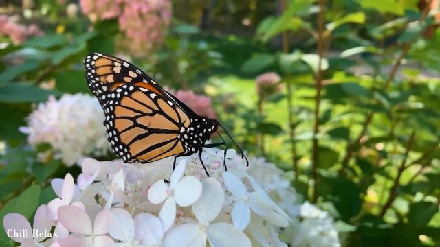 Расслабляющая музыка, исцеляющая от стресса, беспокойства и депрессивных состояний, исцеляет разум смотреть онлайн