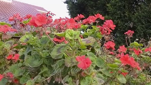 F2b 12 08 2020 Sara Drive смотреть онлайн