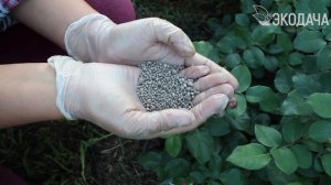 Розы. Подкормки в августе.