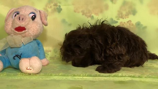 Цветная болонка, малюточка Авеста Вива Влада смотреть онлайн