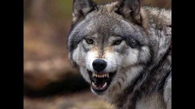 Клип /Волки Шаман и Лошади/Clip/Wolfs Shaman and Horse/МОЩЬ ПРИРОДЫ/POWER OF NATURE/ смотреть онлайн