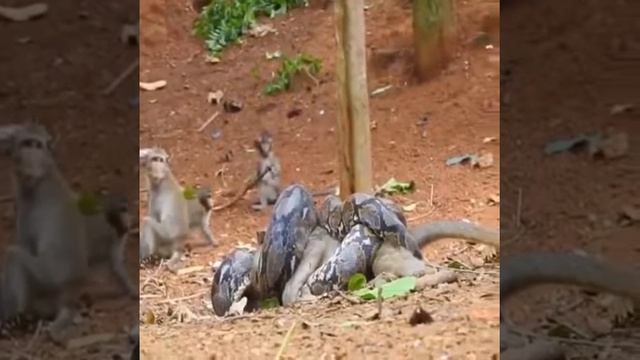 БОЛЬШОЙ ПИТОН НАПАЛ НА ОБЕЗЬЯНУ, Un grand python a attaqué un singe dans la forêt смотреть онлайн