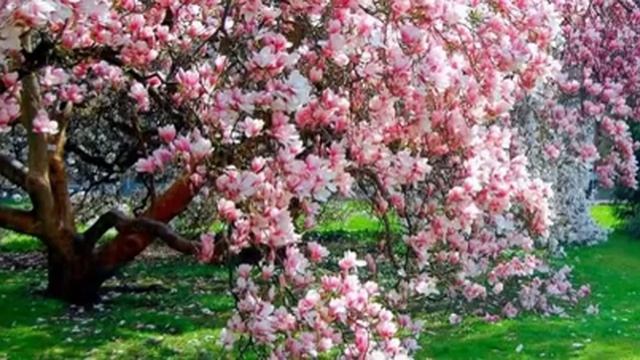 Как вырастить красавицу магнолию на даче смотреть онлайн