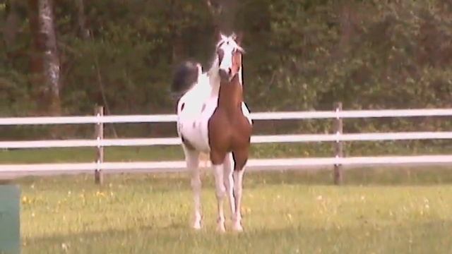 Sass To The Max смотреть онлайн