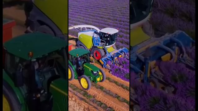 Сбор лаванды смотреть онлайн