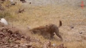 Гиены - Главные Беспредельщики Африки! Гиены в Деле Против Носорогов и Даже Львов за "5 минут"