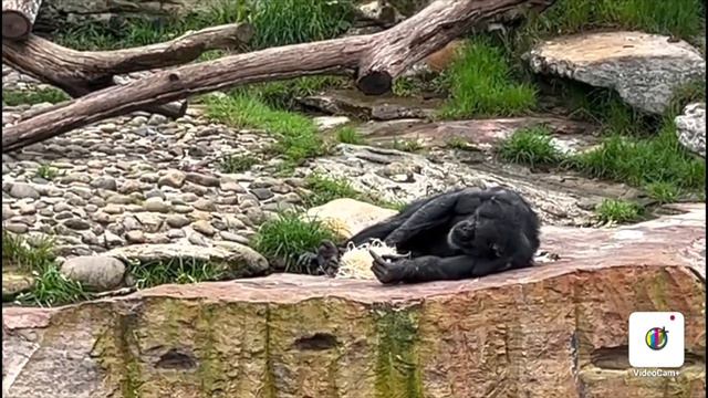 Taronga Zoo : Sydney Australia смотреть онлайн