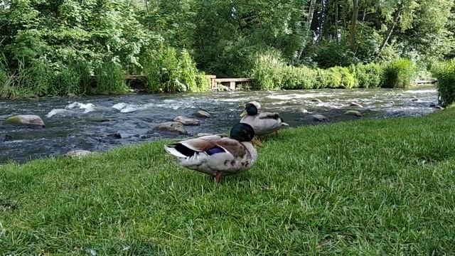 Утренние умывания и потягивания уток у реки #short смотреть онлайн